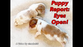 Puppy Report: Eyes Open!