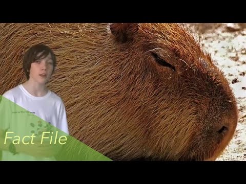 Capybara Fact File - Mammals