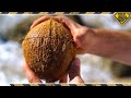 How To Open Coconuts Without Any Tools