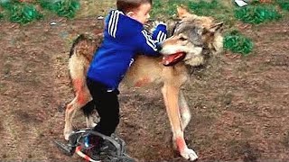 The wolf rescued the boy, who had been trapped by poachers