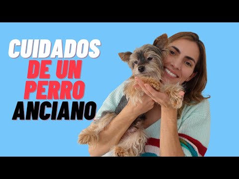 Video: Cuidando a un perro maduro