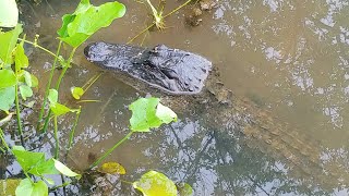 Hike to See the Alligators at Brazos Bend , The Best State Park Near Houston