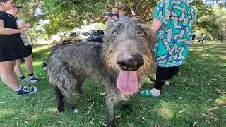 I met an Irish Wolfhound and a Scottish Deerhound! Amazing dogs