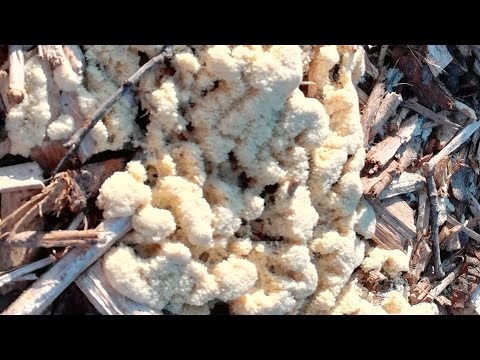 Вот такая гнилушка завелась в мульче. Прошу любить и жаловать. Фулиго гнилостный. 1-я серия.