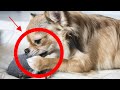 How To Stop A Dog From Chewing With 5 Easy Techniques How To Stop A Dog From Chewing With 5 Easy Techniques