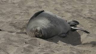Male and Female Monk Seals Hauled Out on 3 29 2024