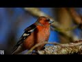 Common chaffinch call Singing,Bokfink lyd,Зяблик Пение,Pinson des arbres chant,Vink zingt,bird song