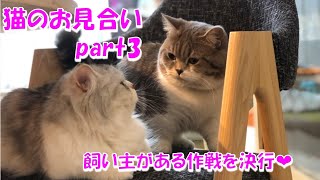【猫のお見合い】見かねた飼い主作戦決行〜ちくわ恋物語　part3〜