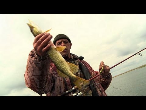 Vidéo: Quel Poisson Dans La Volga