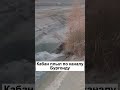 Кабан укусил мужчину