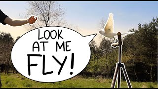 Cockatiel Free Flight and Garden Play || Free Flying Parrots by Soaring Wings Flock 7,655 views 4 years ago 6 minutes, 1 second