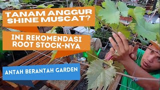 Sukses Membuahkan Anggur Shine Muscat. Ini Rekomendasi Root Stock-nya