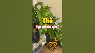 Cây phong thuỷ cho mệnh Thổ #cayphongthuy #caydeban #cayvanphong #thicongcanhquan  #iplant