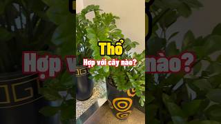 Cây Phong Thuỷ Cho Mệnh Thổ