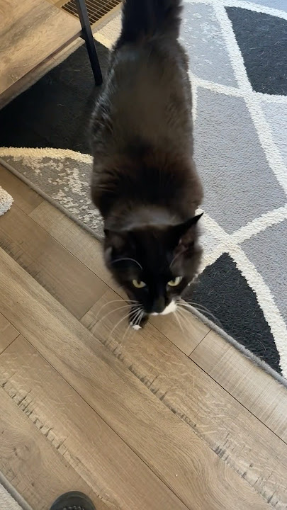 Alfy enjoys mornings in nature