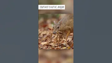 Канчиль. Реликтовый малютка из тропиков