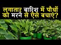 लगातार बारिश में पौधों को मरने से कैसे बचाएं? | How To Save Plants From Heavy Rain Water In Hindi