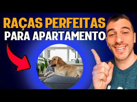 Vídeo: Melhores seis raças de cães de médio porte para um apartamento