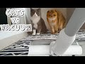 KEDİLER VS SÜPÜRGE (Mila ve Luna Süpürgeye Karşı)