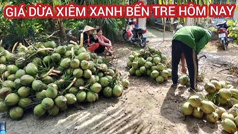 Nhộn nhịp cảnh thương lái thu mua dừa xiêm xanh tại vườn. Cập nhật giá dừa Bến Tre hôm nay hôm nay.