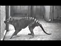 10 Rare Videos of Extinct Animals