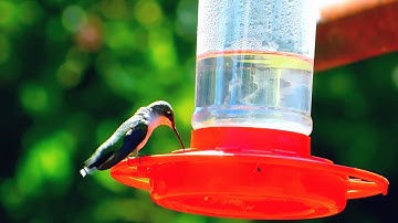 Video of Hummingbirds Eating From Feeder
