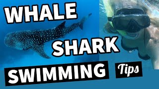 9 Whale Shark Swimming Tips | Diving with Whale Sharks in Mexico