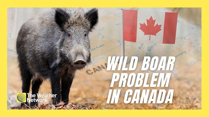 Wild Boar Are Becoming a Huge Concern in Canada