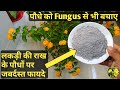 फ्री में पौधों के लिए बनाए Organic Fertiliser Fungicide &amp; Pesticide from Wood Ash #woodashfertilizer