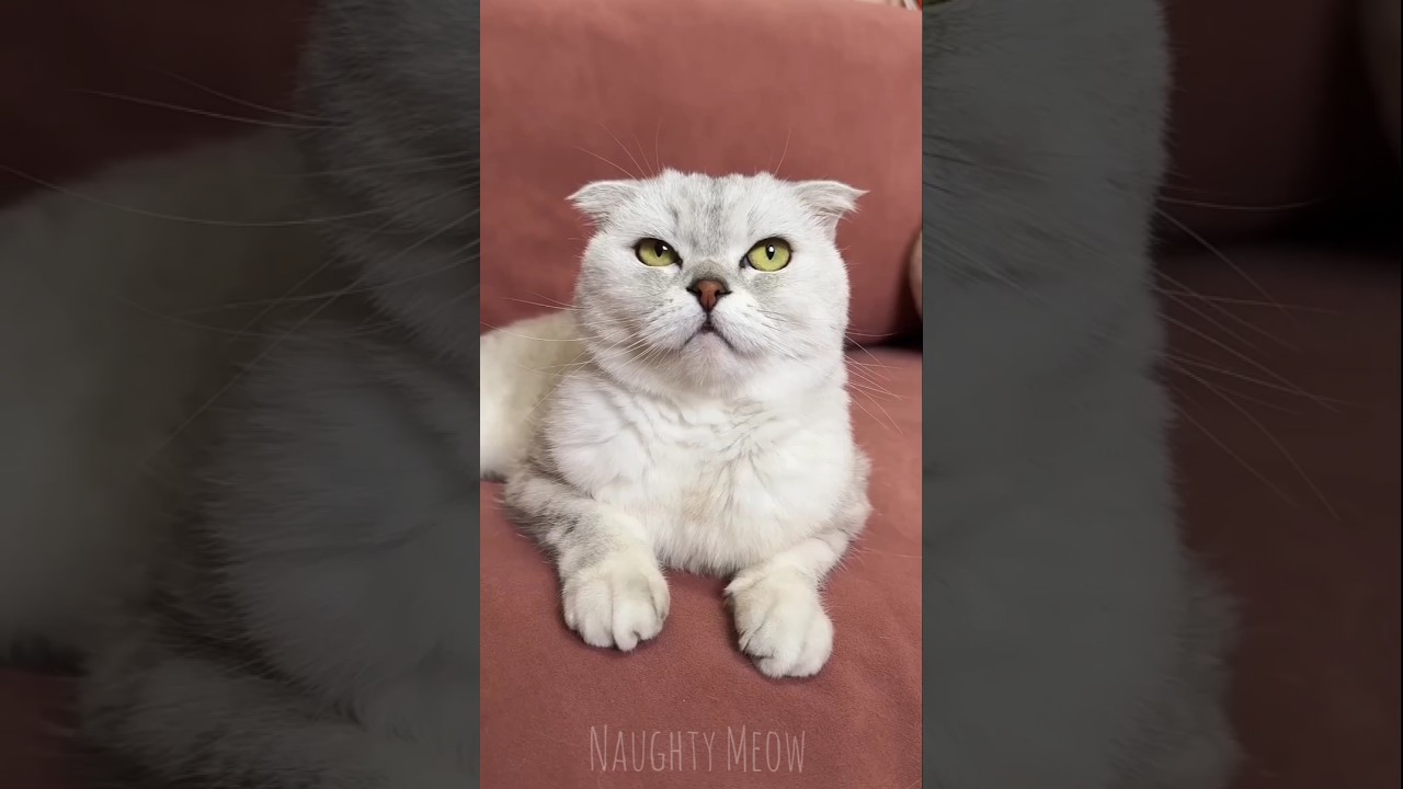 Proof Cats Are Secretly Funny 😂🐾 