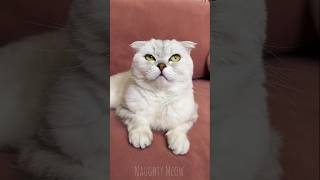 Proof Cats Are Secretly Funny 😂🐾 #funny #cat