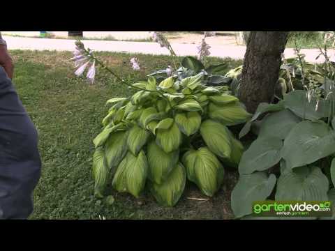 Video: Wann Hostas UK teilen?