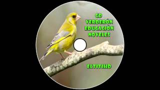 El Verderón / Carduelis Chloris / European Greenfinch