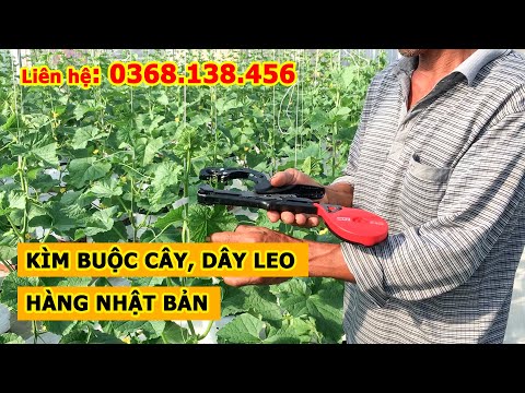 Kìm buộc chanh