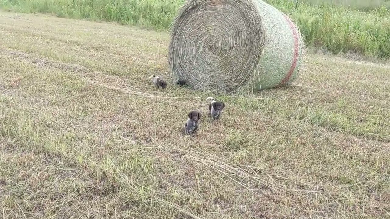 Pups at 6.5 weeks