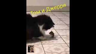 Tom And Jerry. Новые Приключения Тома И Джерри.