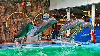 Atraksi Lumba Lumba Lompat Dan Bermain Bola Terbaru - Dolphin Attraction Jumping And Playing Ball