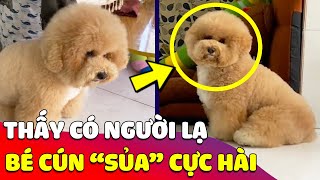 Thấy có 'NGƯỜI LẠ' vào nhà, bé Poodle liền sủa theo phong cách 'THÙY MỊ NẾT NA'  Gâu Đần