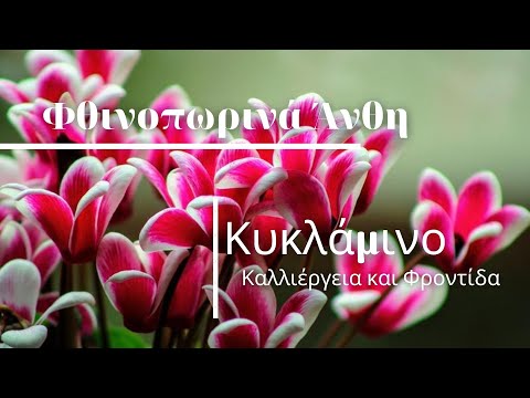 Βίντεο: Ασθένειες του κυκλάμινο: ονόματα, περιγραφή και μέθοδοι θεραπείας