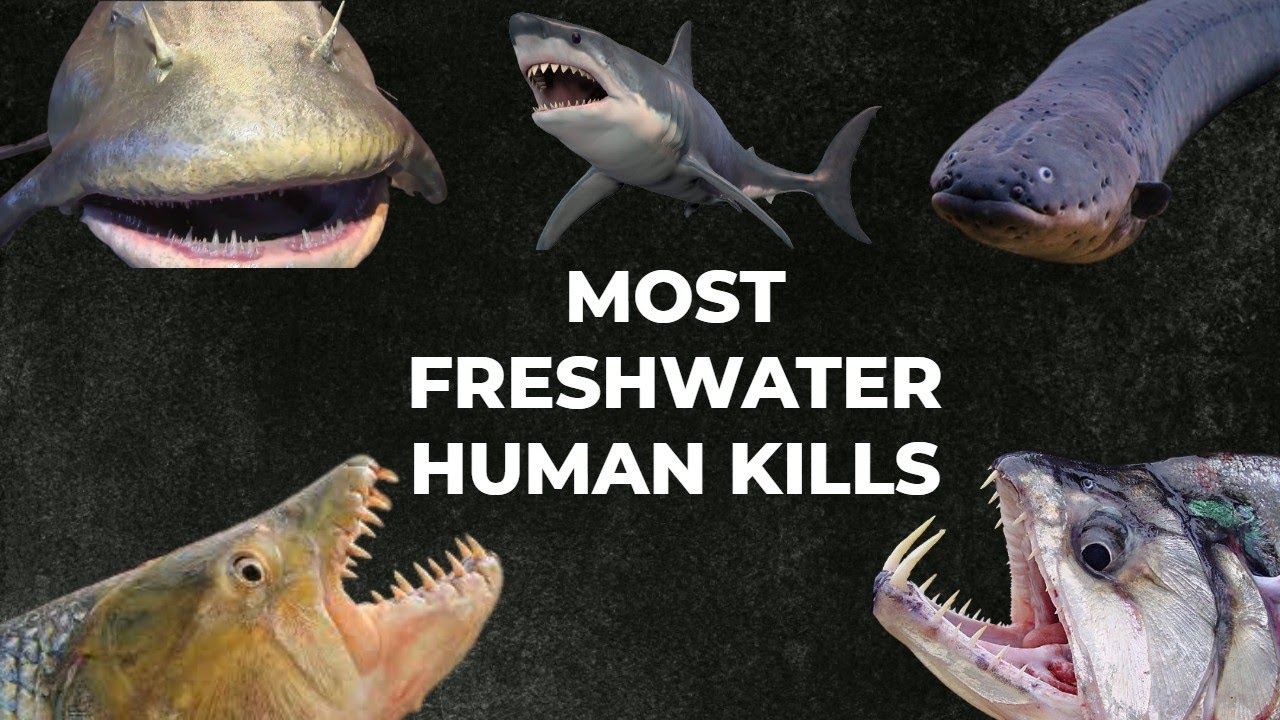 Worlds Most Deadly Freshwater Fish : Most Human Kills!!