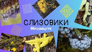 Слизовики. Міксоміцети.