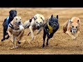 10 Самых быстрых пород собак