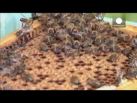 تصویری: آیا زنبورهای عسل گوجه فرنگی را گرده افشانی می کنند؟