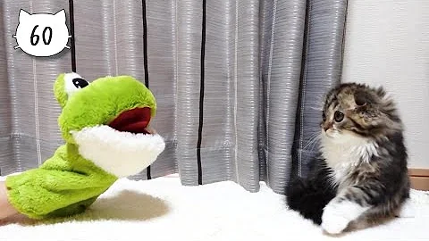 Watch the video about We showed a frog puppet to our cute kitten playing as usual. Elle video No.60