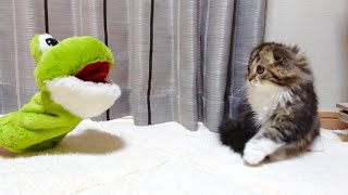 We showed a frog puppet to our cute kitten playing as usual. Elle video No.60