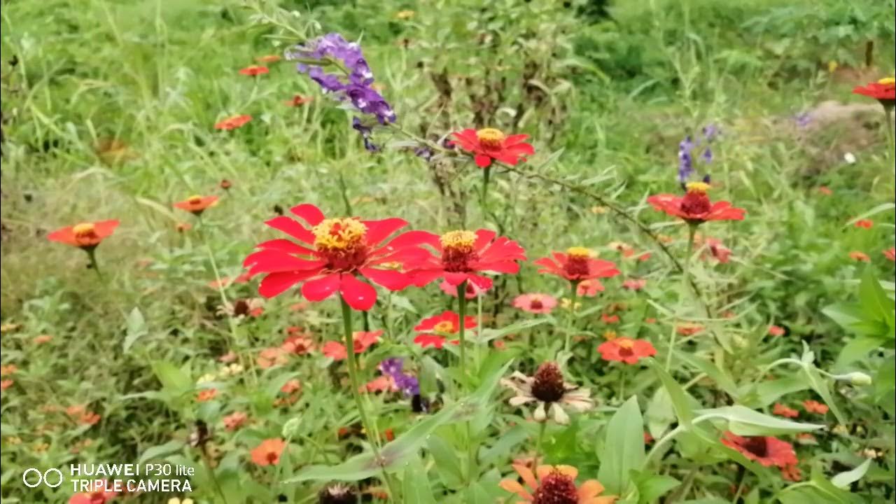 SLOW MOTION BUNGA - YouTube