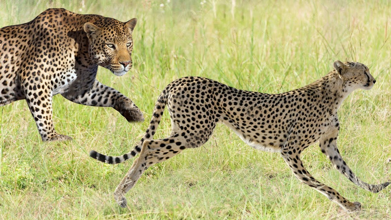 Leopard vs Cheetah - Same species but different? - YouTube