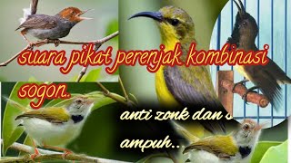 suara pikat burung sogon kombinasi perenjak dan burung kecil lainnya@jahid channel