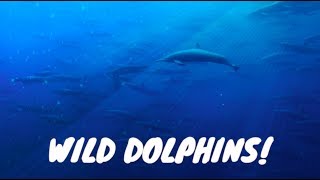 SWIMMING WITH THOUSANDS OF WILD DOLPHINS | Travel Vlog