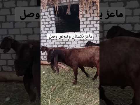لا لا باكستاني مش معقول قوة ماعز الباكستاني